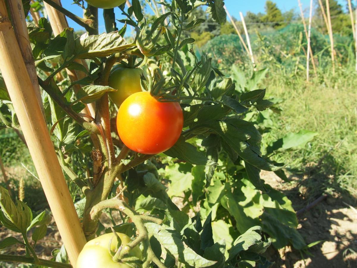 Agriturismo Ardizio 43 페자로 외부 사진