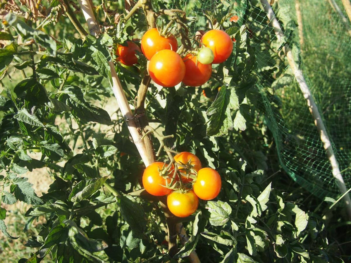 Agriturismo Ardizio 43 페자로 외부 사진